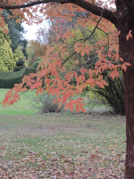 The Place for Plants, East Bergholt Place Garden